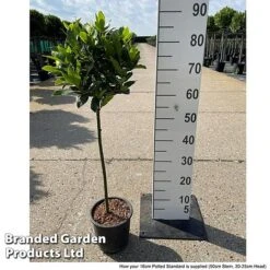 Bay Tree Standard -GardenJoy Sales Store LAUR NOBILISTD S52051