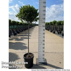 Bay Tree Standard -GardenJoy Sales Store LAUR NOBILISTD S52052