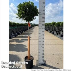 Bay Tree Standard -GardenJoy Sales Store LAUR NOBILISTD S52053