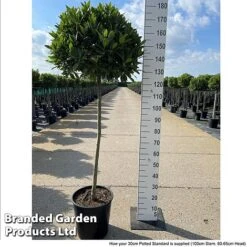 Bay Tree Standard -GardenJoy Sales Store LAUR NOBILISTD S52054