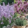 Lavender Collection -GardenJoy Sales Store LAVE 69672V A h