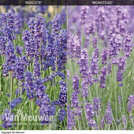 Lavender Duo 4 Lavender Duo - Image 2