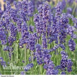 Lavender Duo 9 Lavender Duo -GardenJoy Sales Store LAVE V13899 B