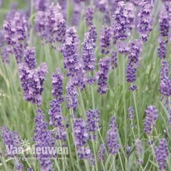 Lavender Duo 10 Lavender Duo -GardenJoy Sales Store LAVE V13899 C