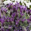Lavender 'Devonshire Compact' -GardenJoy Sales Store LAVE V81538 B
