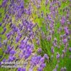 Lavender Duo -GardenJoy Sales Store LAVE ENGLISDUO L31729