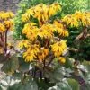 Ligularia Dentata 'Midnight Lady' -GardenJoy Sales Store LIGU V59638 A h