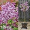 Lilac 'Palibin' -GardenJoy Sales Store LILAC 63200 A