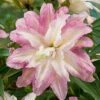 Lily: 'Crystal Tree Lily Monet' 2 Lily: 'Crystal Tree Lily Monet' -GardenJoy Sales Store LILY 70648V A h