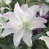 Lily: 'Crystal Tree Lily Picasso' -GardenJoy Sales Store LILY 70649V A h