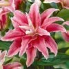 Lily: 'Crystal Tree Lily Cezanne' -GardenJoy Sales Store LILY 70650V A h