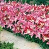 Lily 'Border Collection' -GardenJoy Sales Store LILY V17763 A h