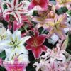 Lily 'Oriental Mixed' 2 Lily 'Oriental Mixed' -GardenJoy Sales Store LILY V45668 A
