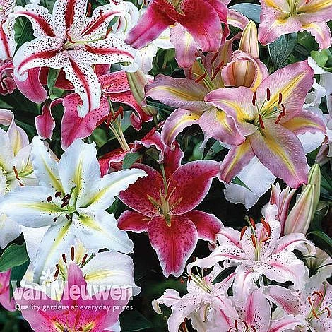 Lily 'Oriental Mixed' 3 Lily 'Oriental Mixed'
