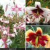 Tree Lily 'Collection' -GardenJoy Sales Store LILY V52759 A h