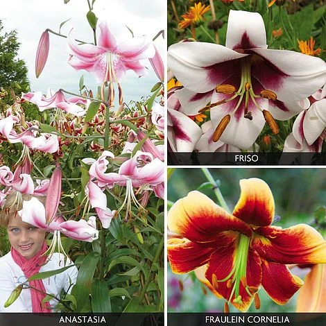 Tree Lily 'Collection' 3 Tree Lily 'Collection'