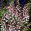 Linaria Purpurea 'Cannon J Went' -GardenJoy Sales Store LINA V65566 A h