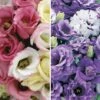 Lisianthus Collection 2 Lisianthus Collection -GardenJoy Sales Store LISI 68659V A h