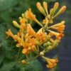 Lonicera 'Golden Trumpet' -GardenJoy Sales Store LONI V64807 A h