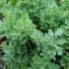 Lovage -GardenJoy Sales Store LOVA V59634 A h