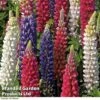 Lupin 'Street Party Collection' 2 Lupin 'Street Party Collection' -GardenJoy Sales Store LUPI 70653 A1