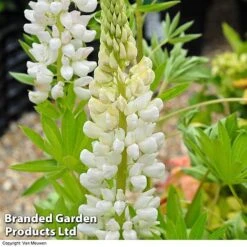 Lupin 'Street Party Collection' -GardenJoy Sales Store LUPI 70654 D