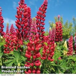 Lupin 'Street Party Collection' -GardenJoy Sales Store LUPI 70655 B