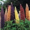 Lupin 'Russell Hybrids' 1 Lupin 'Russell Hybrids' -GardenJoy Sales Store LUPI 70674V A h