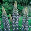Lupin 'The Governor' -GardenJoy Sales Store LUPI V59093 A h