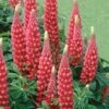 Lupin 'The Page' 1 Lupin 'The Page' -GardenJoy Sales Store LUPI V59095 A h
