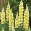 Lupin 'Chandelier' -GardenJoy Sales Store LUPI V63477 A h