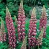 Lupin 'The Chatelaine' -GardenJoy Sales Store LUPI V63479 A h