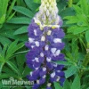 Lupin 'Gallery Blue' 1 Lupin 'Gallery Blue' -GardenJoy Sales Store LUPI GALLERYBL S079351