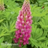 Lupin 'Gallery Red' -GardenJoy Sales Store LUPI GALLERYRE S079361