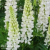Lupin 'Gallery White' -GardenJoy Sales Store LUPI GALLERYWH S079371