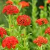 Lychnis Chalcedonica -GardenJoy Sales Store LYCH V65604 A h