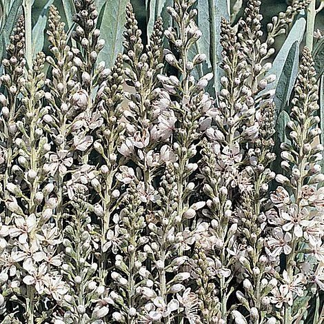 Lysimachia Ephemerum 3 Lysimachia Ephemerum