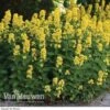 Lysimachia Punctata -GardenJoy Sales Store LYSI VKA0173 A1