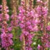 Lythrum Salicaria 'Robin' -GardenJoy Sales Store LYTH V59642 A h