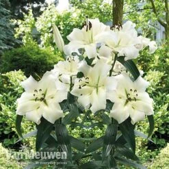Lily 'Pretty Woman' 7 Lily 'Pretty Woman' -GardenJoy Sales Store Lily Pretty Woman Visions LIB edit
