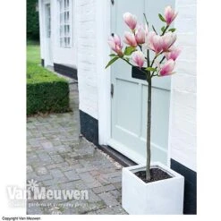 Magnolia 'Red Lucky' -GardenJoy Sales Store MAGN 62569 B