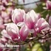 Magnolia 'Red Lucky' -GardenJoy Sales Store MAGN V11821 C