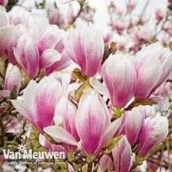 Magnolia 'Red Lucky' -GardenJoy Sales Store MAGN V11821 D