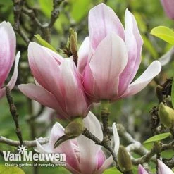 Magnolia 'Red Lucky' -GardenJoy Sales Store MAGN V11821 E