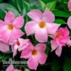 Mandevilla 'Bloom Bells® Pink' -GardenJoy Sales Store MAND V17821 B