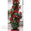 Mandevilla 'Bloom Bells® Red' -GardenJoy Sales Store MAND V17825 A