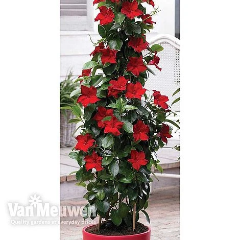 Mandevilla 'Bloom Bells® Red' 3 Mandevilla 'Bloom Bells® Red'