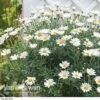 Marguerite Standard -GardenJoy Sales Store MARG V49062 A h