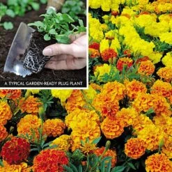 Marigold F1 'Zenith Mixed' 10 Marigold F1 'Zenith Mixed' -GardenJoy Sales Store MARI V52661 A h