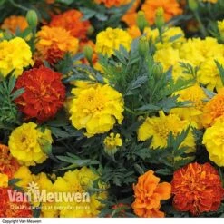 Marigold F1 'Zenith Mixed' 9 Marigold F1 'Zenith Mixed' -GardenJoy Sales Store MARI V52661 B